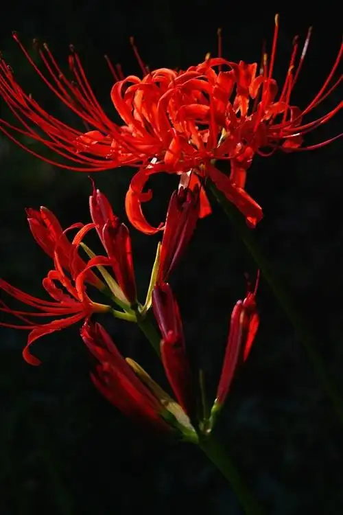 壁纸 红色花朵,花瓣,茎,黑色背景 2560x1600 hd 高清壁纸, 图片, 照片