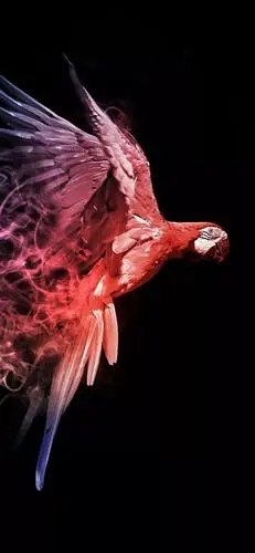 个性潮酷全面屏壁纸