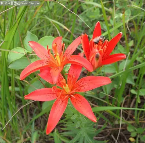 红色野百合图片