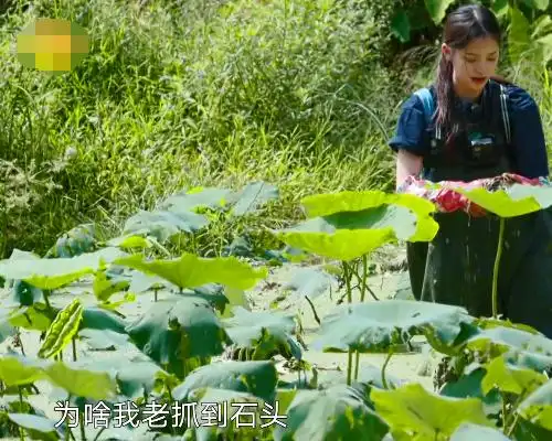 子枫站在摄像机前挖藕,真当观众看不见|摄像机|张子枫|莲藕_新浪新闻