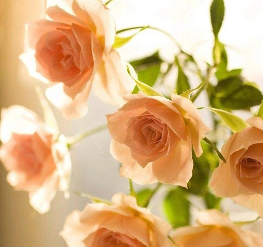 十二星座专属的玫瑰花,天秤座优雅高贵,天蝎座是纯黑色玫瑰花