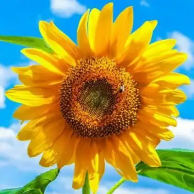 妈妈头像唯美风景花草 中年人爸爸妈妈喜欢的头像