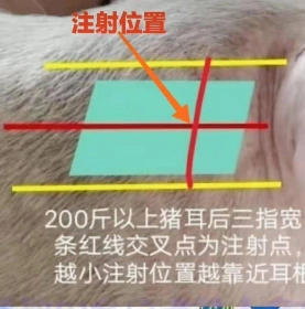 给大小不同的猪只肌肉注射药物注射位置和针头型号应该如何选择