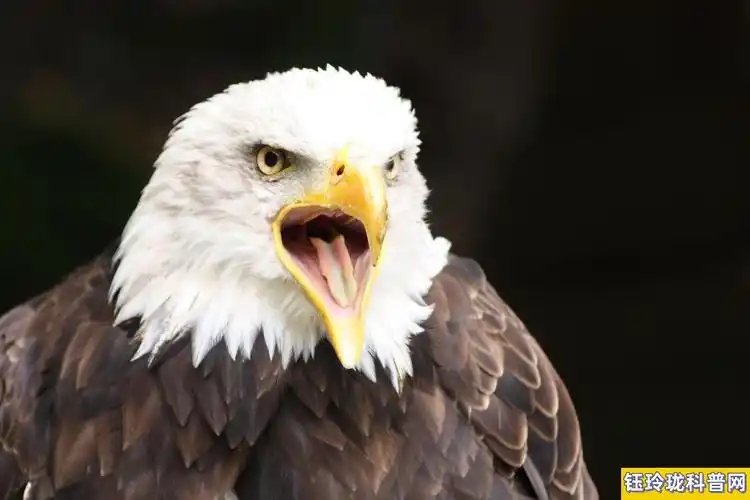 鹰眼睛是人眼睛的多少倍(鹰的眼睛有多厉害)