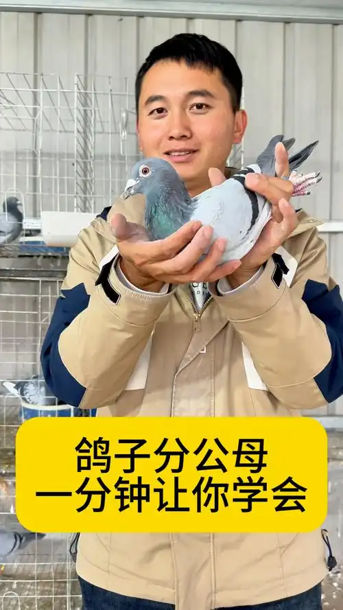 鸽子分公母,教你一分钟学会