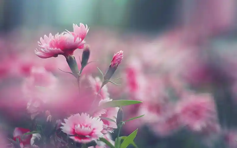 盛开的花朵唯美小清新壁纸