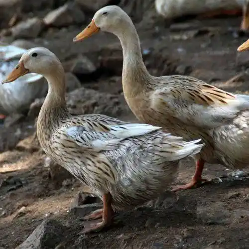 麻鸭雏鸭养殖饲养注意这6点