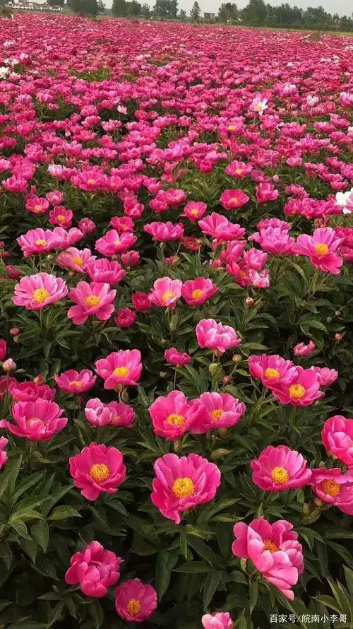 大片的芍药花海,美翻啦!