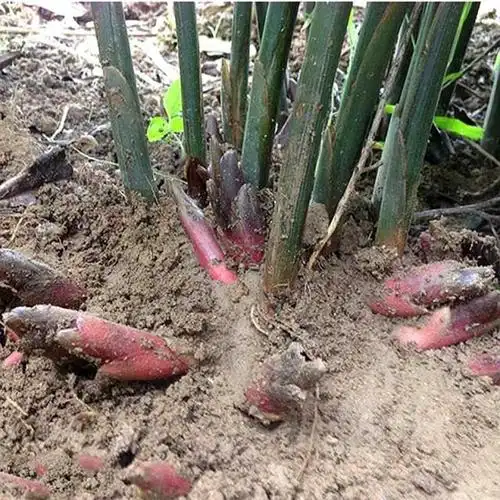 夏至前后,南方林地冒出1种"小紫笋",勤劳村妇把它当"山珍"