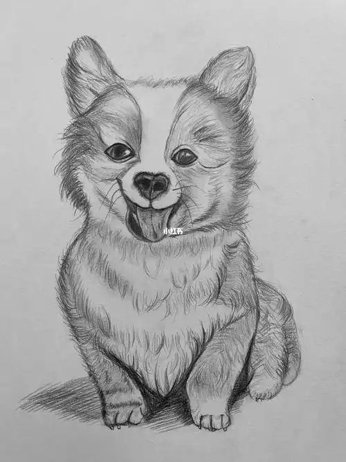 零基础素描动物