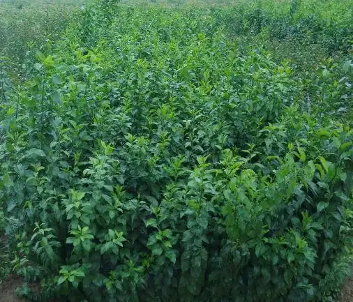 丝棉木育苗技术