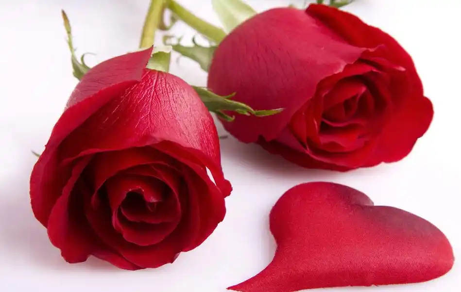 红色玫瑰花的寓意和花语(红色玫瑰花语与寓意是什么)