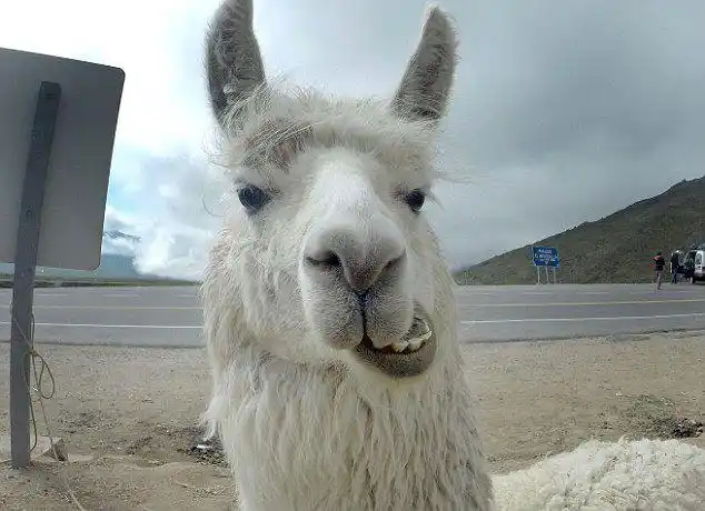 羊驼朝朱一龙吐口水真的是草泥马了这是不喜欢的表现