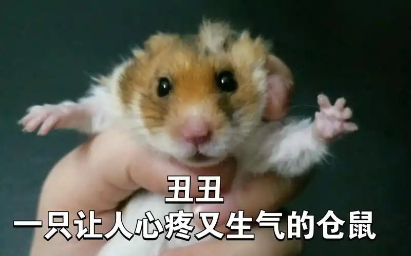 丑丑变成了真正的丑丑