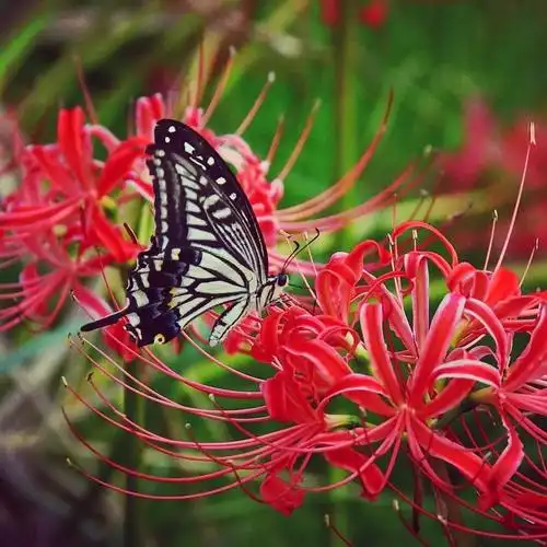 日本的彼岸花大片开放了!妖艳的花海刷爆了朋友圈!