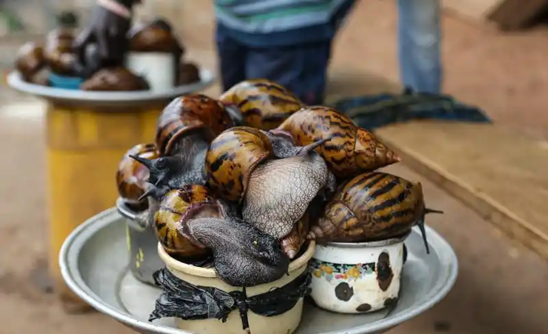 非洲人平时都吃什么? 许多食物看见了都不知道怎么吃!