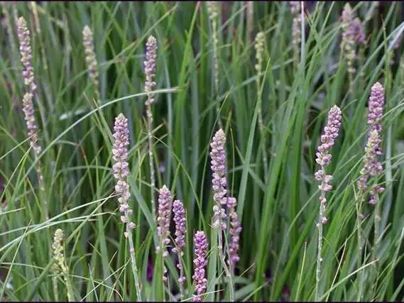 p>知母属(学名: i>anemarrhena /i> bunge)隶属于 a target="_blank"