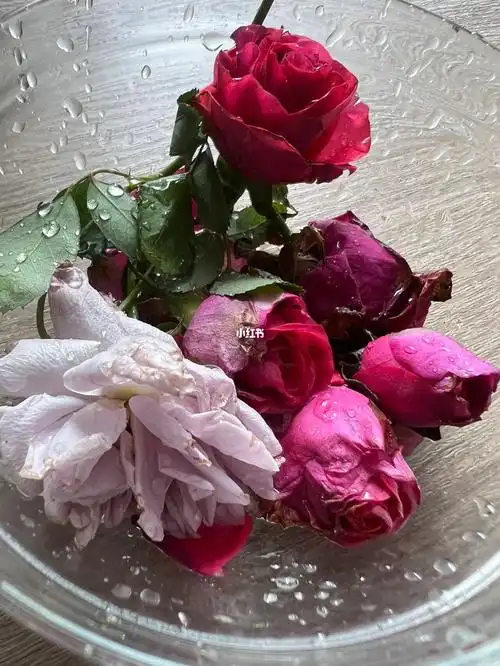 再美丽的容颜也会衰老 消耗殆尽,美丽动人却又令人失落, 玫瑰花凋零的