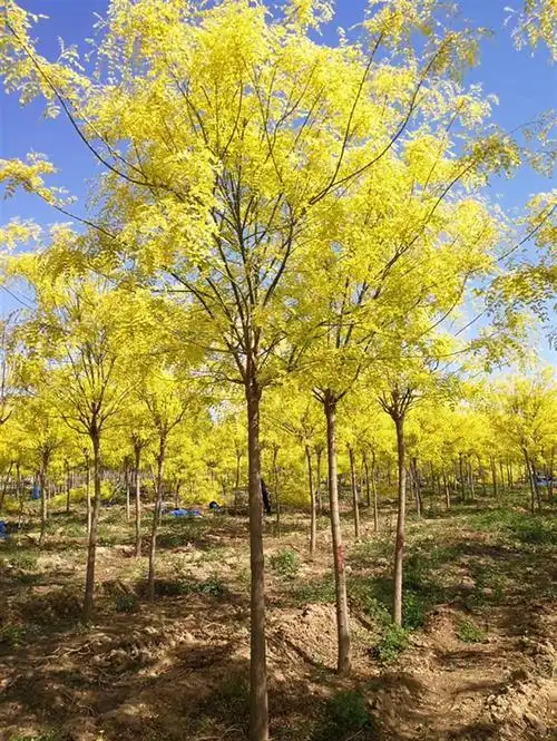 南京金叶槐报价