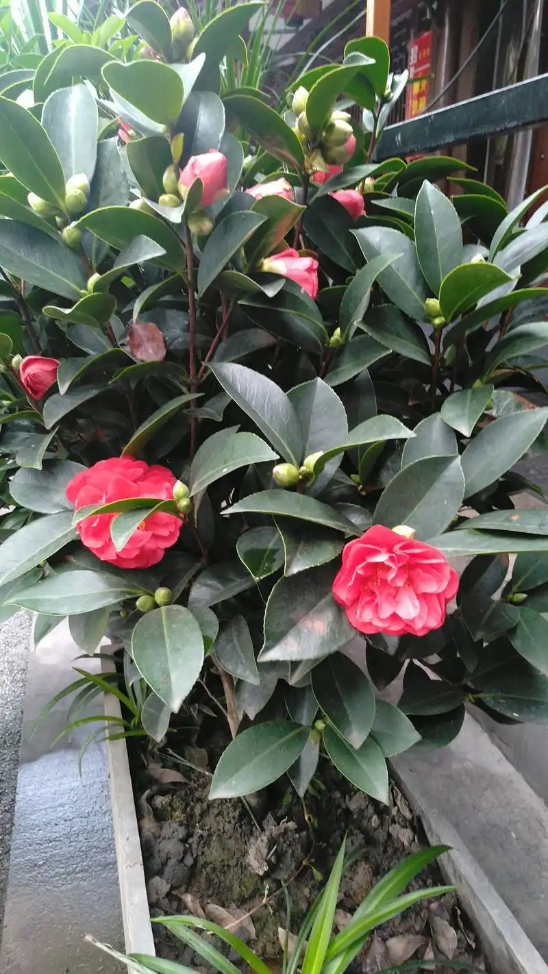 四季茶花开花时间长,花朵红彤彤犹如似火骄阳,满树红花十分艳丽