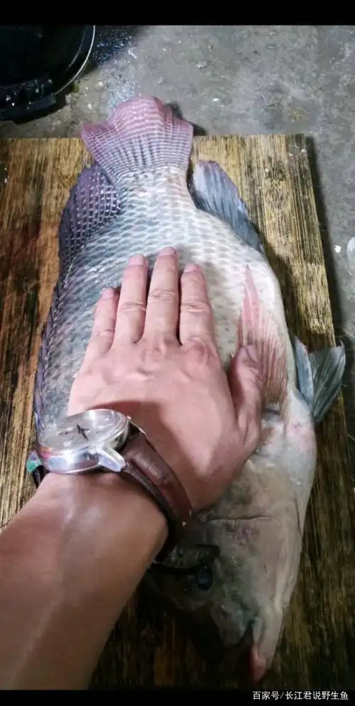 广西水库有人钓起巨型罗非鱼,网友:放生