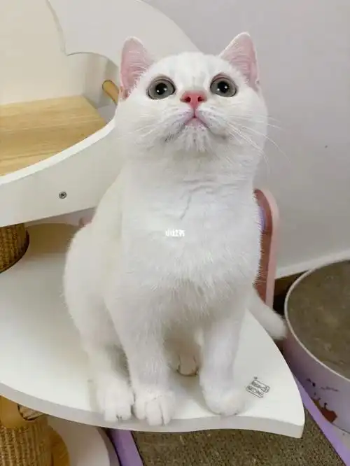 凯米尔色渐层弟弟找家长