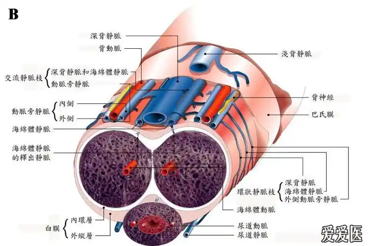 阴茎背神经阻断术