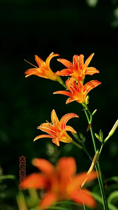 河边大苞萱草-4