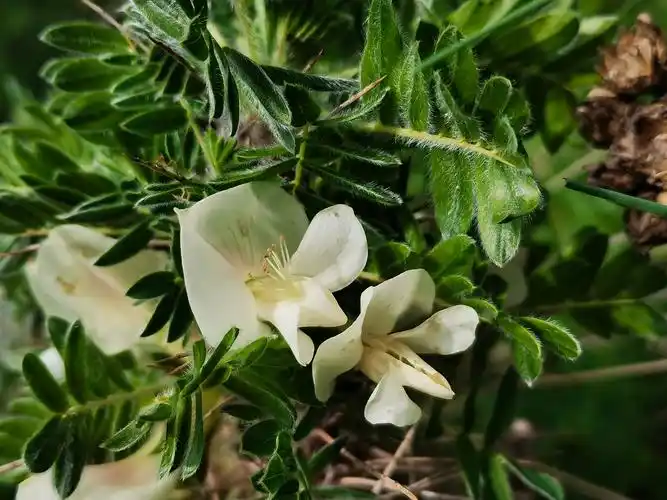 鬼箭锦鸡儿,快到南灵的时候也出现大片的花海