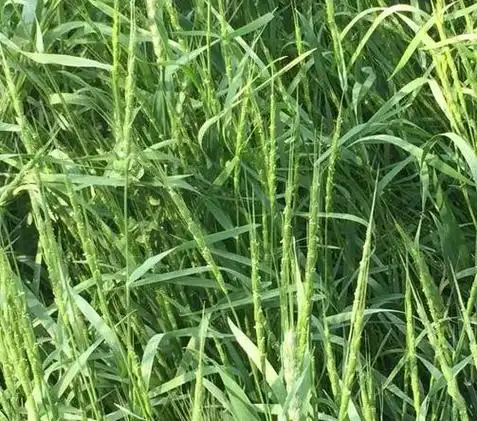 小麦田中节节麦(恶性杂草)的危害及防治