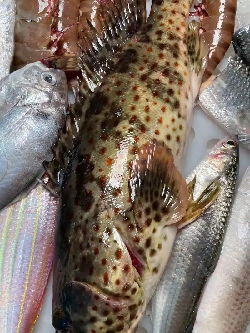 青石斑.肉质细致的青石斑鱼,只要以简单的辛香料与酱汁清蒸,就 - 抖音