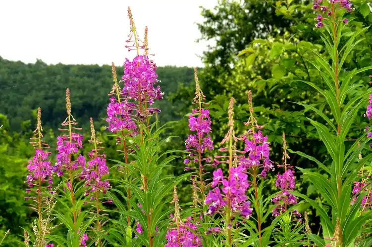 黑土地拍摄点滴《野山花》