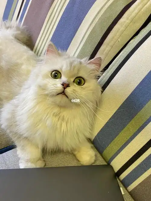 哭哭哭 猫舍倒闭了最后三只金吉拉了10个月左右 身体健康～价格便宜