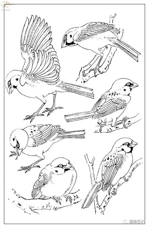 画鸟参考白描麻雀百图