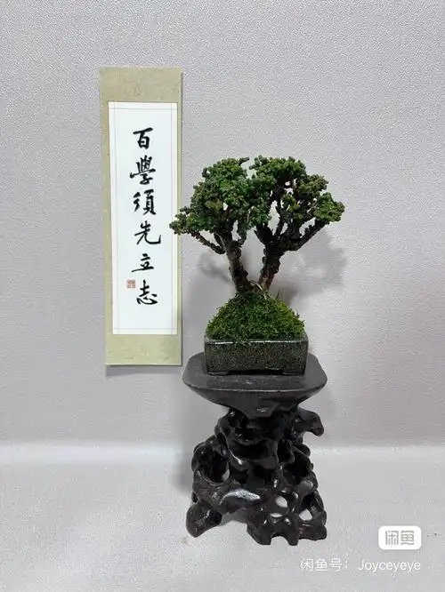 日本志水石化桧