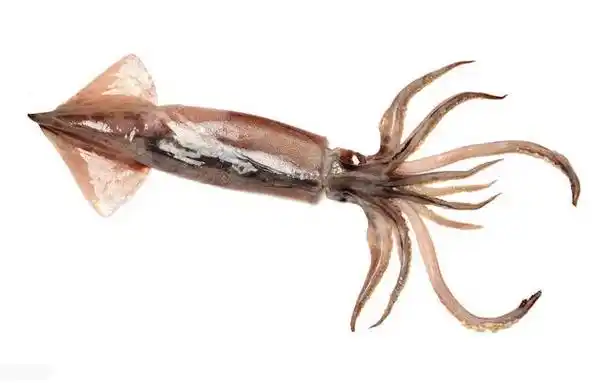 怎么区分鱿鱼和墨鱼(70秒让您清清楚楚分清鱿鱼墨鱼章鱼八爪鱼乌贼的