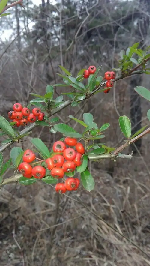 抗雾霾,到天然氧吧去