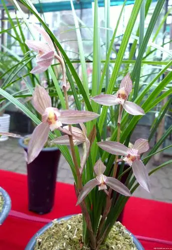 罗平春剑(二)-春剑篇-中国兰花交易网社区