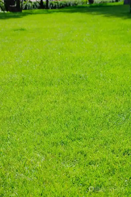 阳光明媚的夏日一片修剪整齐的绿色草坪