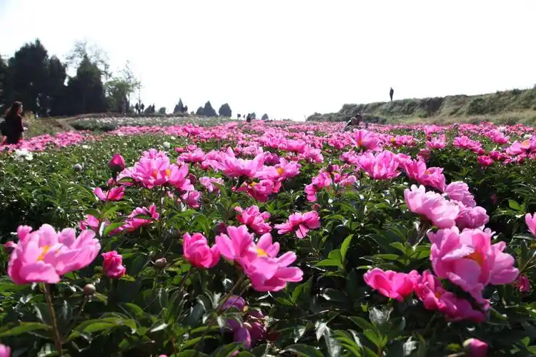 中江集凤芍药谷掠影