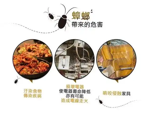 蟑螂有什么危害如何防止蟑螂爬到床上