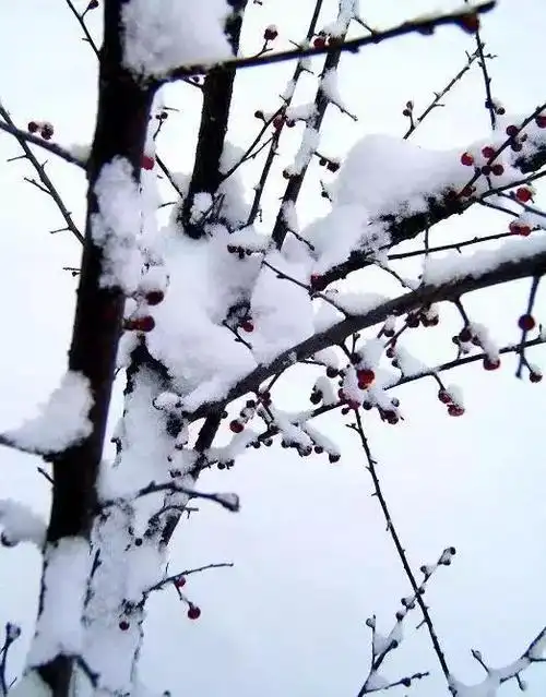 傲雪寒梅为君开|梅花|花开|春草_网易订阅