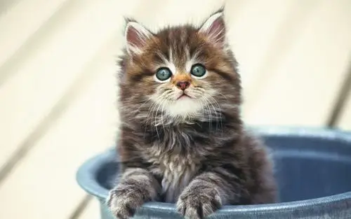 萌系动物壁纸桌面