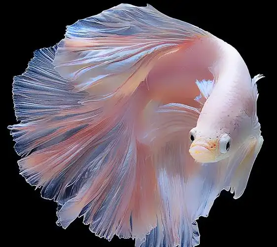 斗鱼活体半月泰国