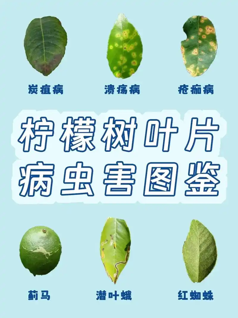 柠檬树叶片病虫害图鉴.