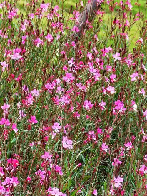 山桃草:花界"刀马旦",耍花枪耍得又美又飒_湖滨公园_南湖_资阳