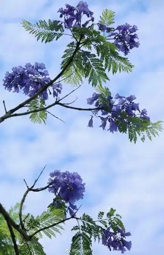 五月限定的浪漫!成都蓝花楹赏花地大盘点