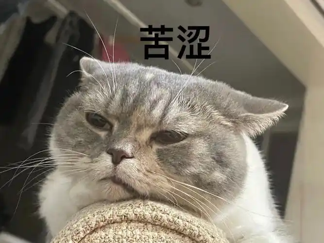 小猫咪emo表情包