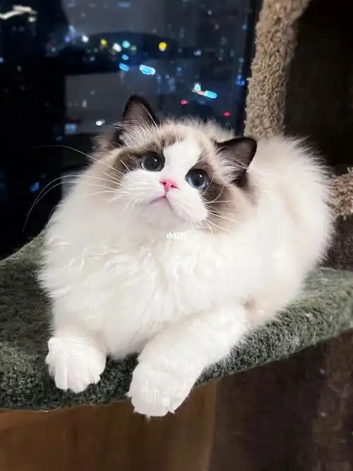 海双布偶猫这颜值竟然是宠物级