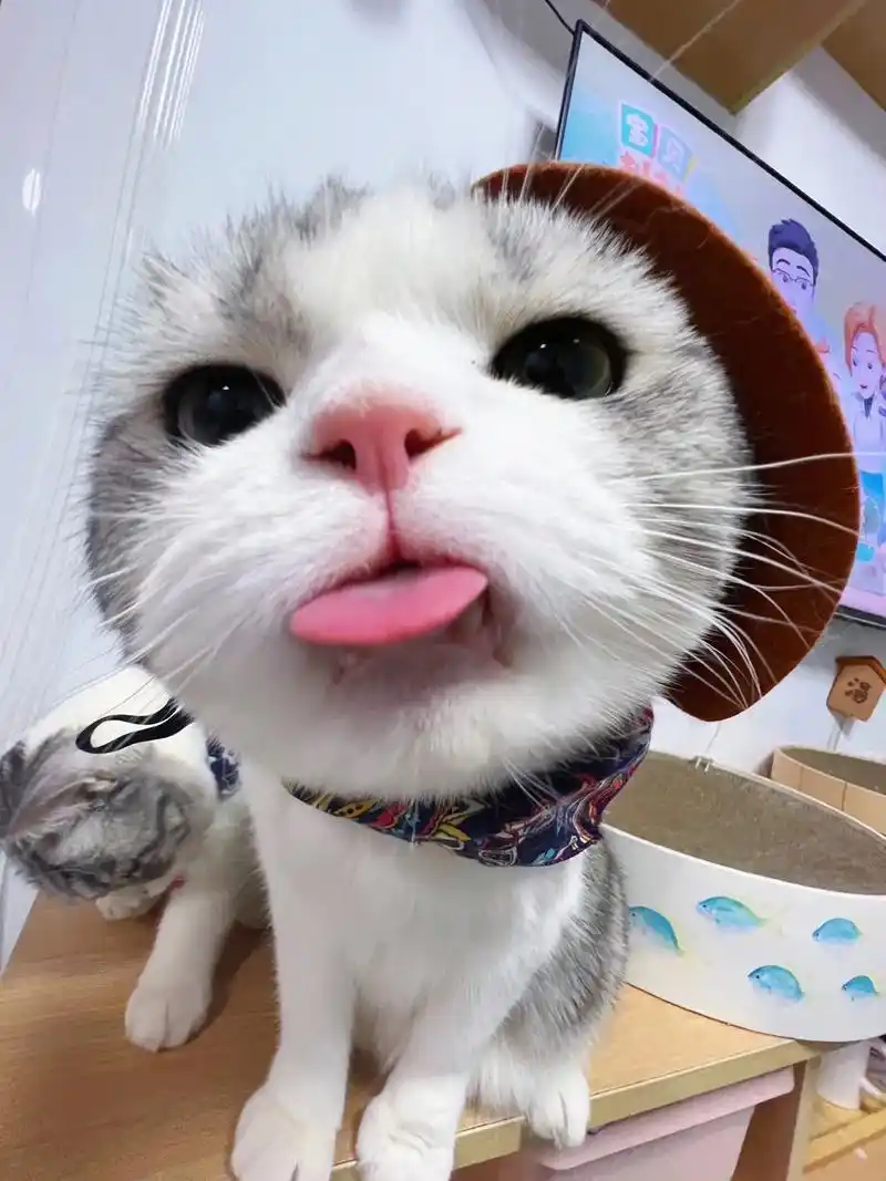 他也太会抢镜头了吧!#创作灵感 #猫咪卖萌瞬间盘点 #萌宠出 - 抖音